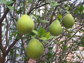 沙田柚wikipediaのザボンの項目から